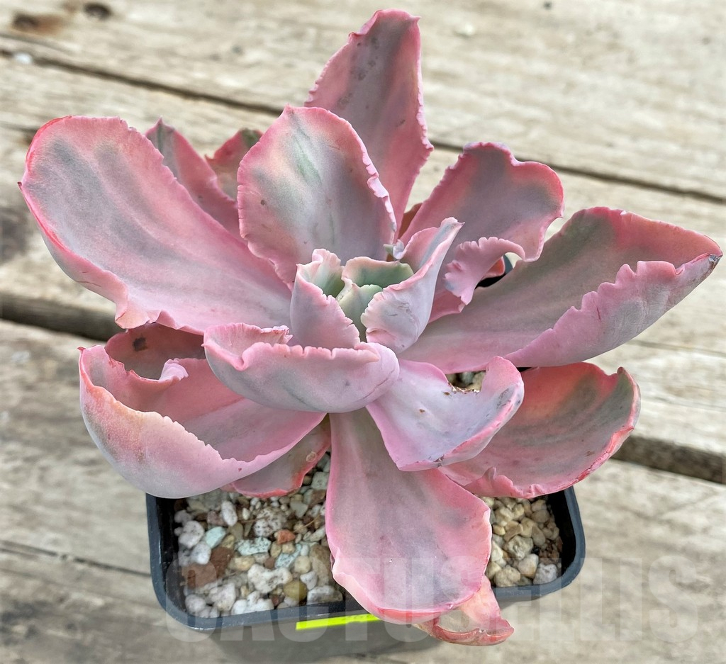 SHPR26620 Echeveria 'Chantilly' marginata - Imagen 3