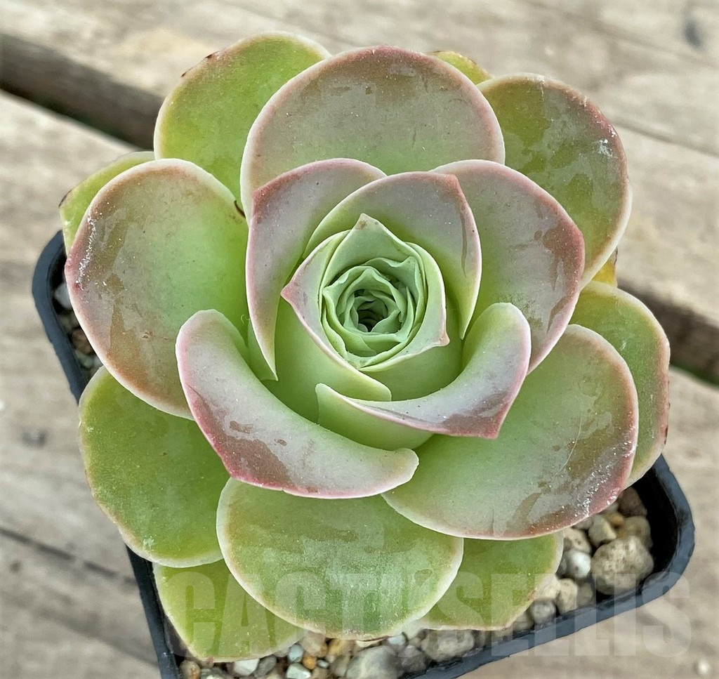 SHPR26621 Greenovia sp.