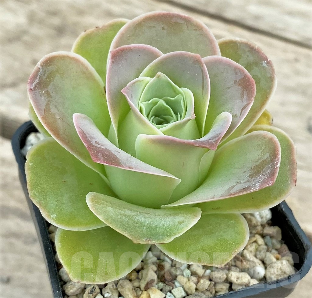 SHPR26621 Greenovia sp. - Imagen 2