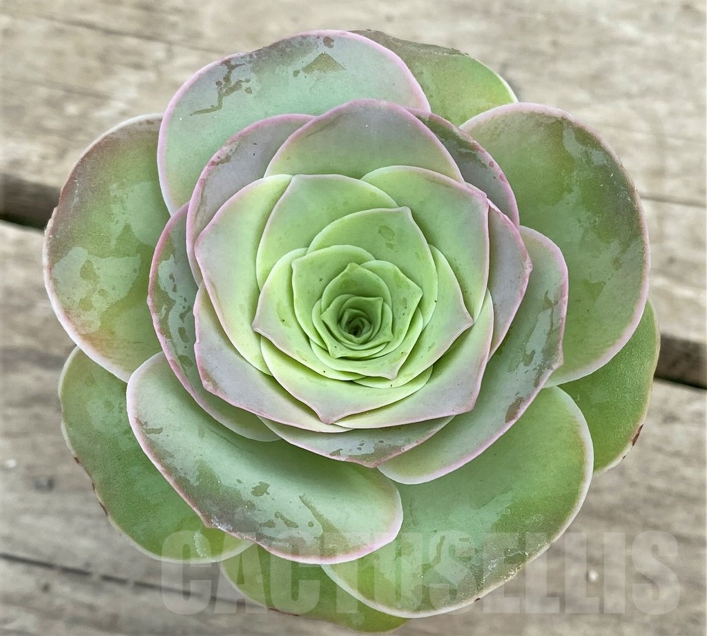 SHPR26622 Greenovia sp.