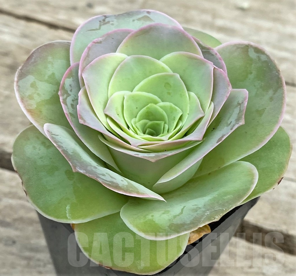 SHPR26622 Greenovia sp. - Imagen 2