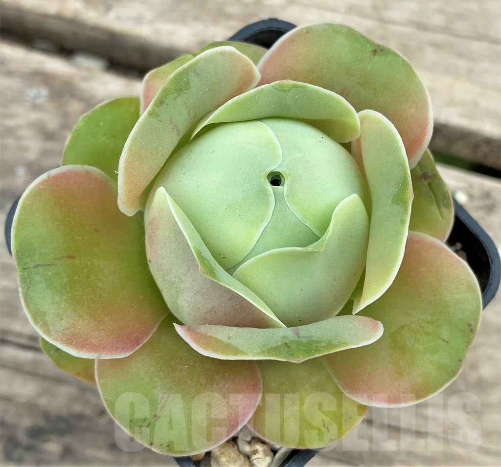 SHPR26623 Greenovia sp. – Image 2