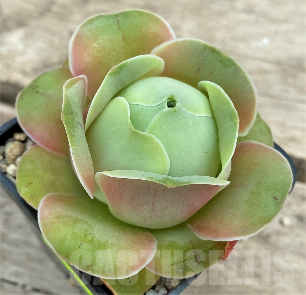 SHPR26623 Greenovia sp.