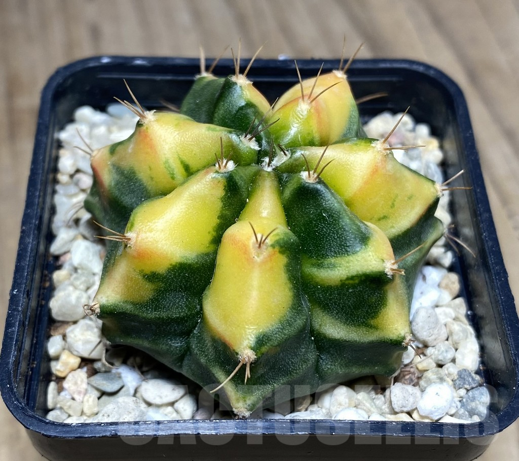 SHPR26627 Gymnocalycium mihanovichii 'Orange Fukurya'