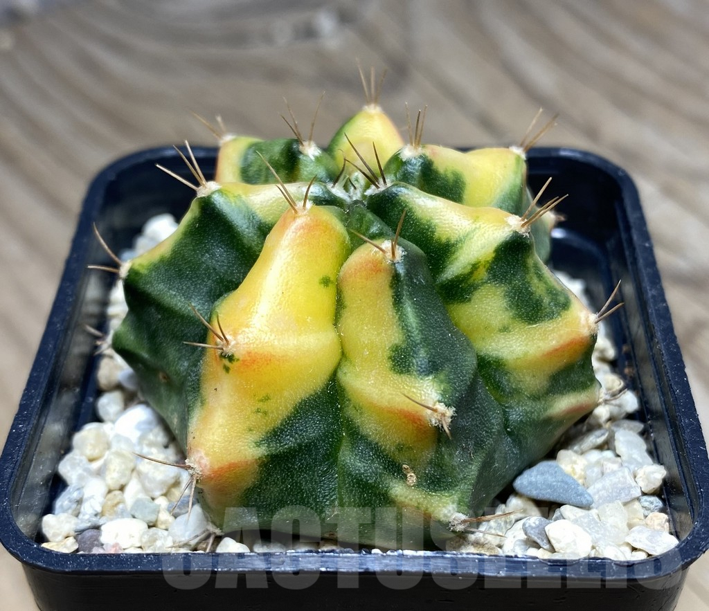 SHPR26627 Gymnocalycium mihanovichii 'Orange Fukurya' - Image 2