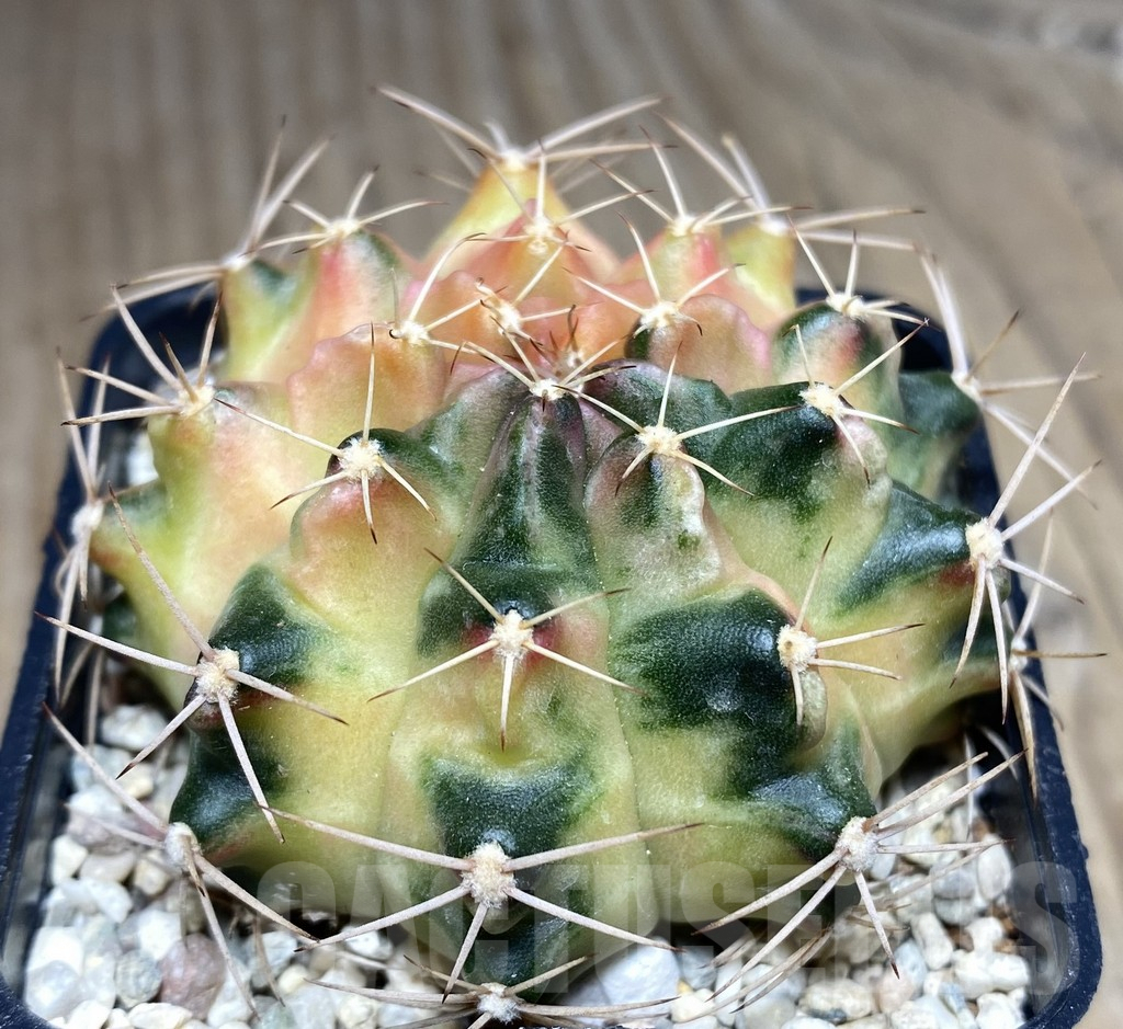 SHPR26628 Gymnocalycium mihanovichii 'Golden Snitch'