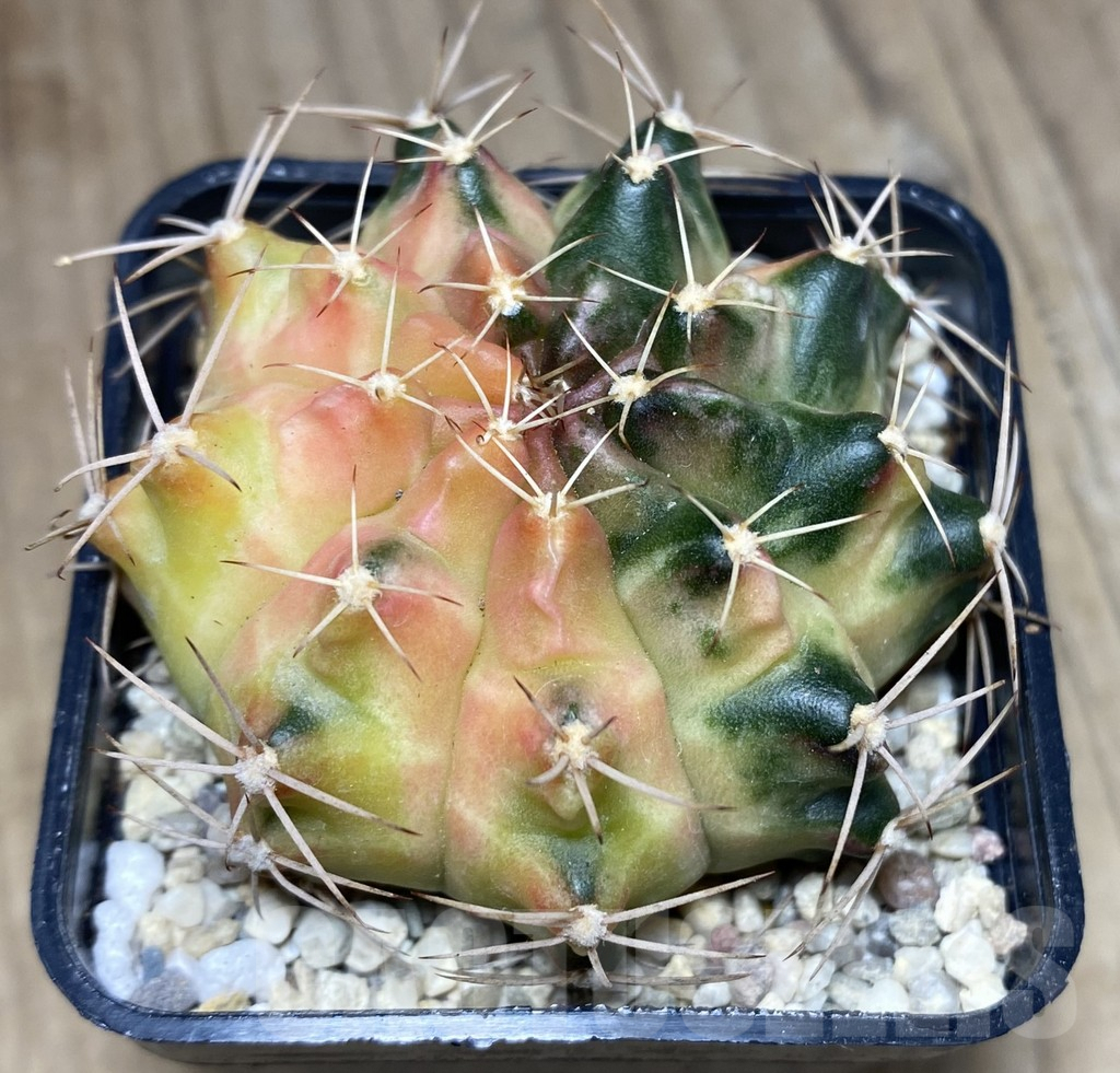 SHPR26628 Gymnocalycium mihanovichii 'Golden Snitch' - Image 2