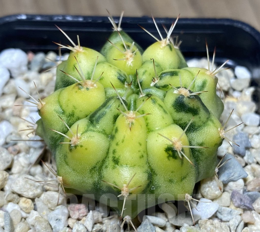 SHPR26629 Gymnocalycium mihanovichii 'Lemon Cake'