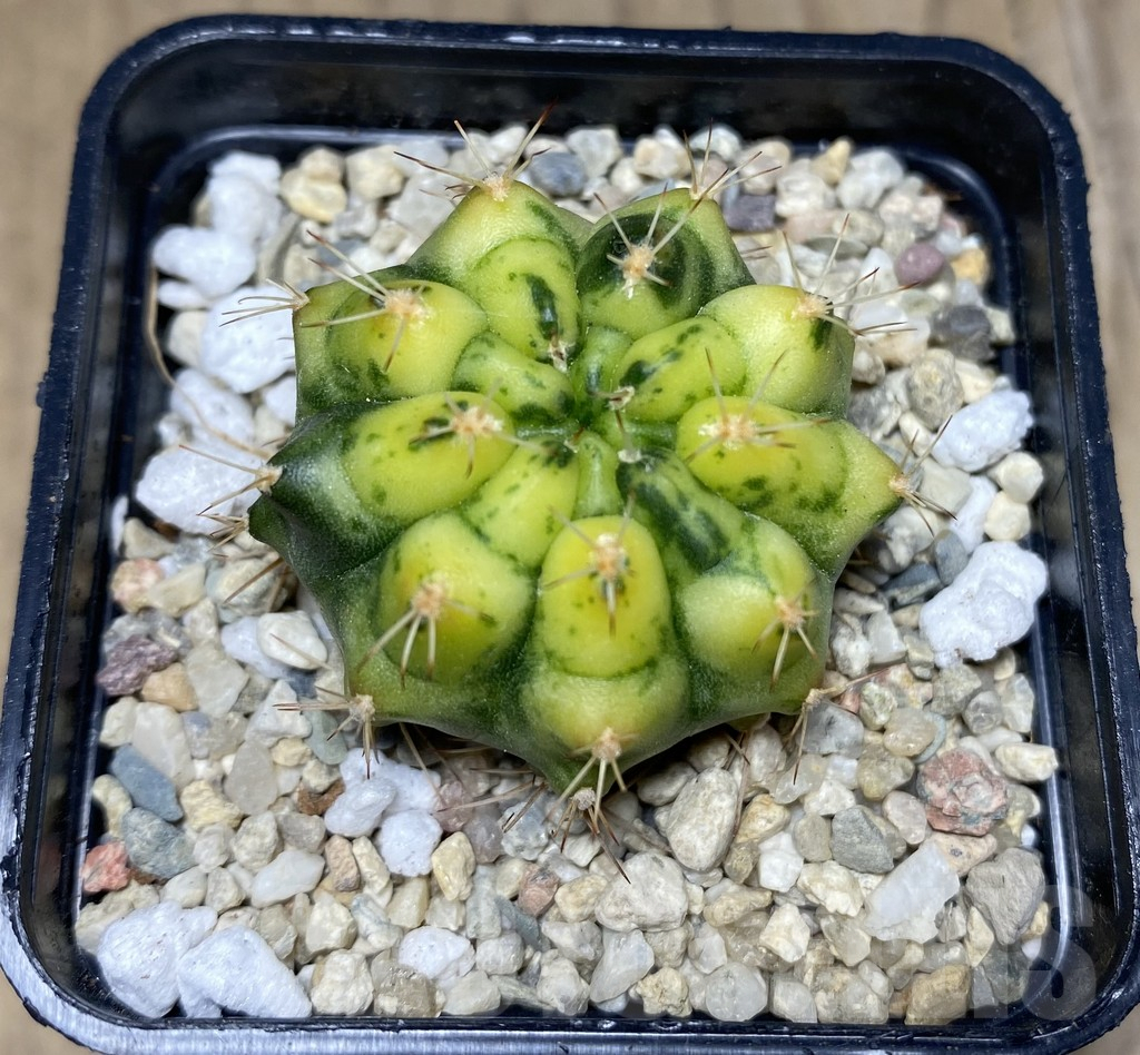 SHPR26629 Gymnocalycium mihanovichii 'Lemon Cake' - Image 2