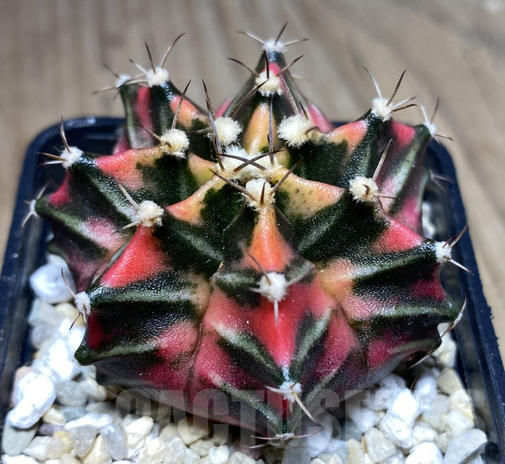 SHPR26630 Gymnocalycium friderichii f.variegata seedling