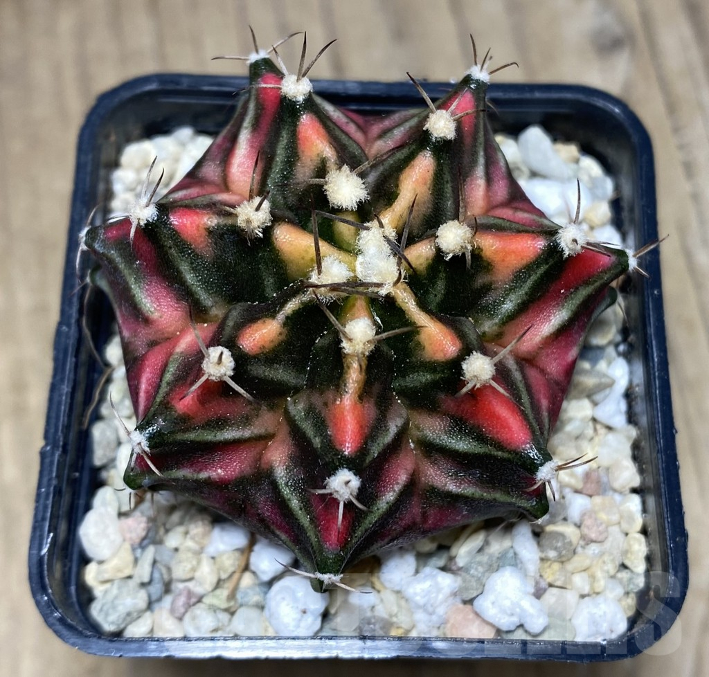 SHPR26630 Gymnocalycium friderichii f.variegata seedling - 画像 (2)