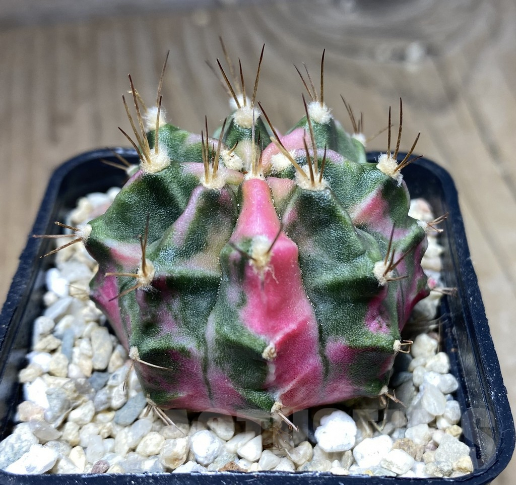 SHPR26631 Gymnocalycium mihanovichii 'Pink Diamond'