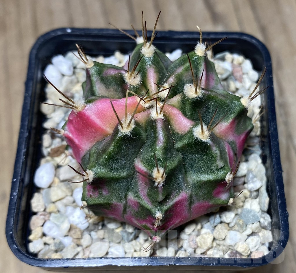 SHPR26631 Gymnocalycium mihanovichii 'Pink Diamond' - Image 2