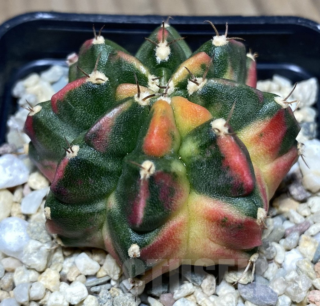 SHPR26634 Gymnocalycium mihanovichii f.variegata 'Inermis'