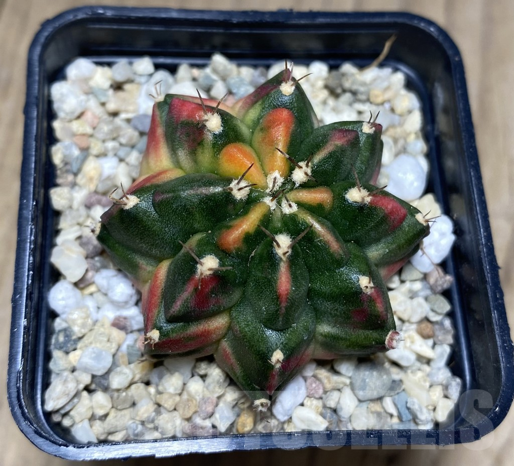 SHPR26634 Gymnocalycium mihanovichii f.variegata 'Inermis' - Image 2