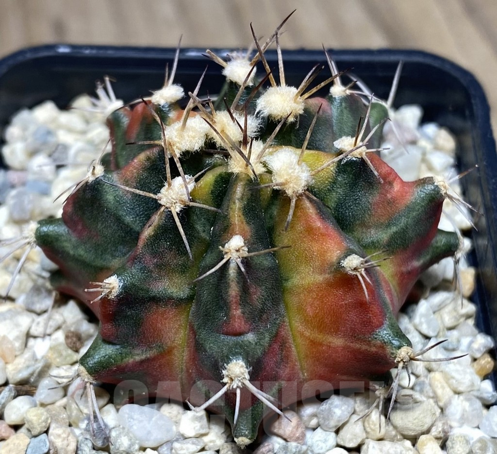 SHPR26637 Gymnocalycium mihanovichii 'Son of Sepia'