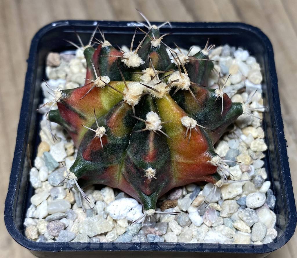 SHPR26637 Gymnocalycium mihanovichii 'Son of Sepia' - immagine 2