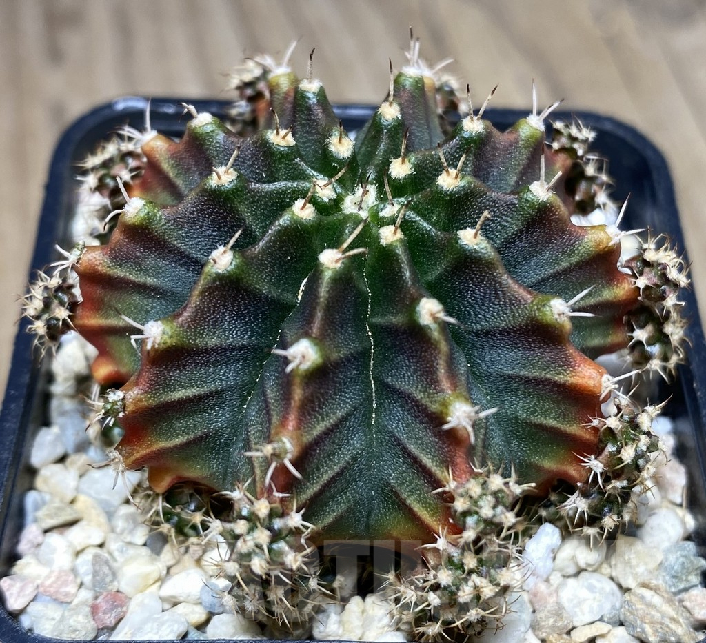 SHPR26638 Gymnocalycium mihanovichii 'Si-La-Ma-Nee'