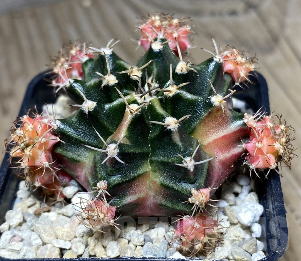 SHPR26639 Gymnocalycium mihanovichii 'Bubbl Gum'