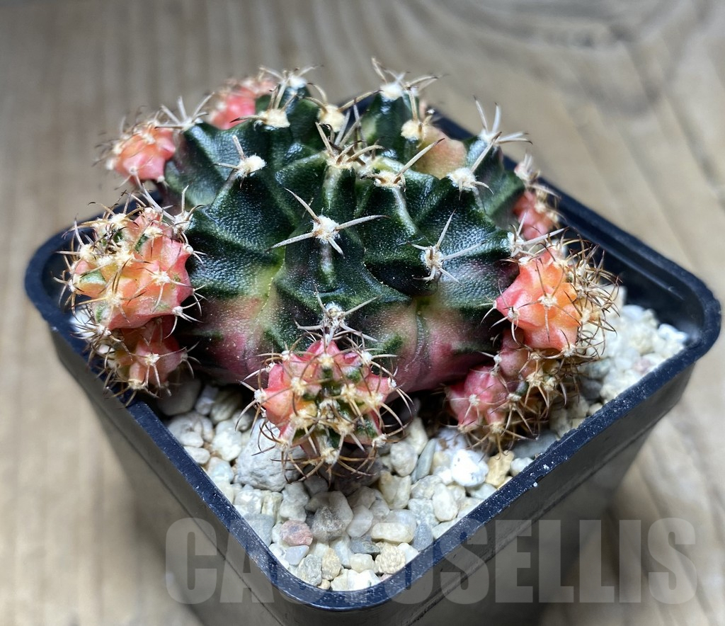 SHPR26639 Gymnocalycium mihanovichii 'Bubbl Gum' - Image 2