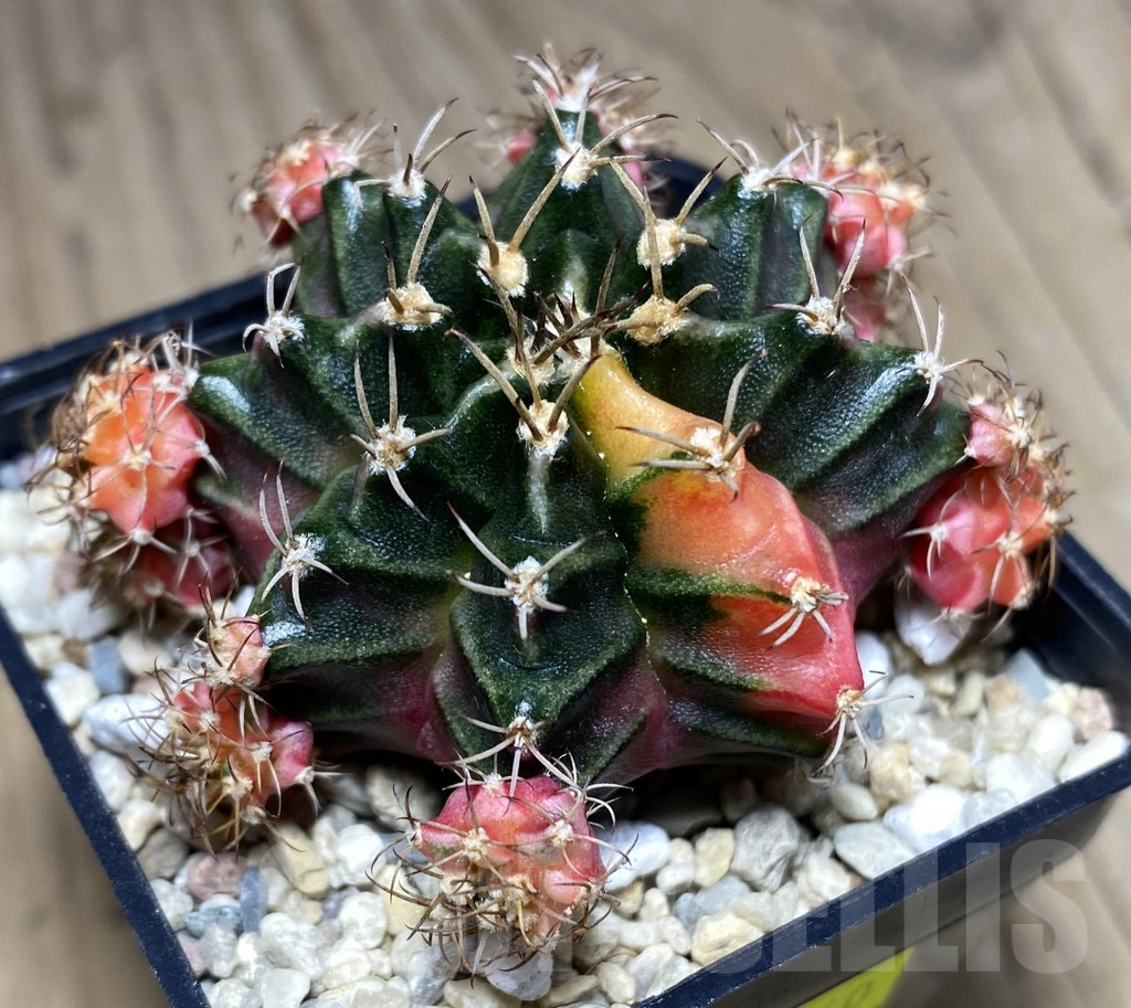 SHPR26640 Gymnocalycium mihanovichii 'Bubbl Gum'