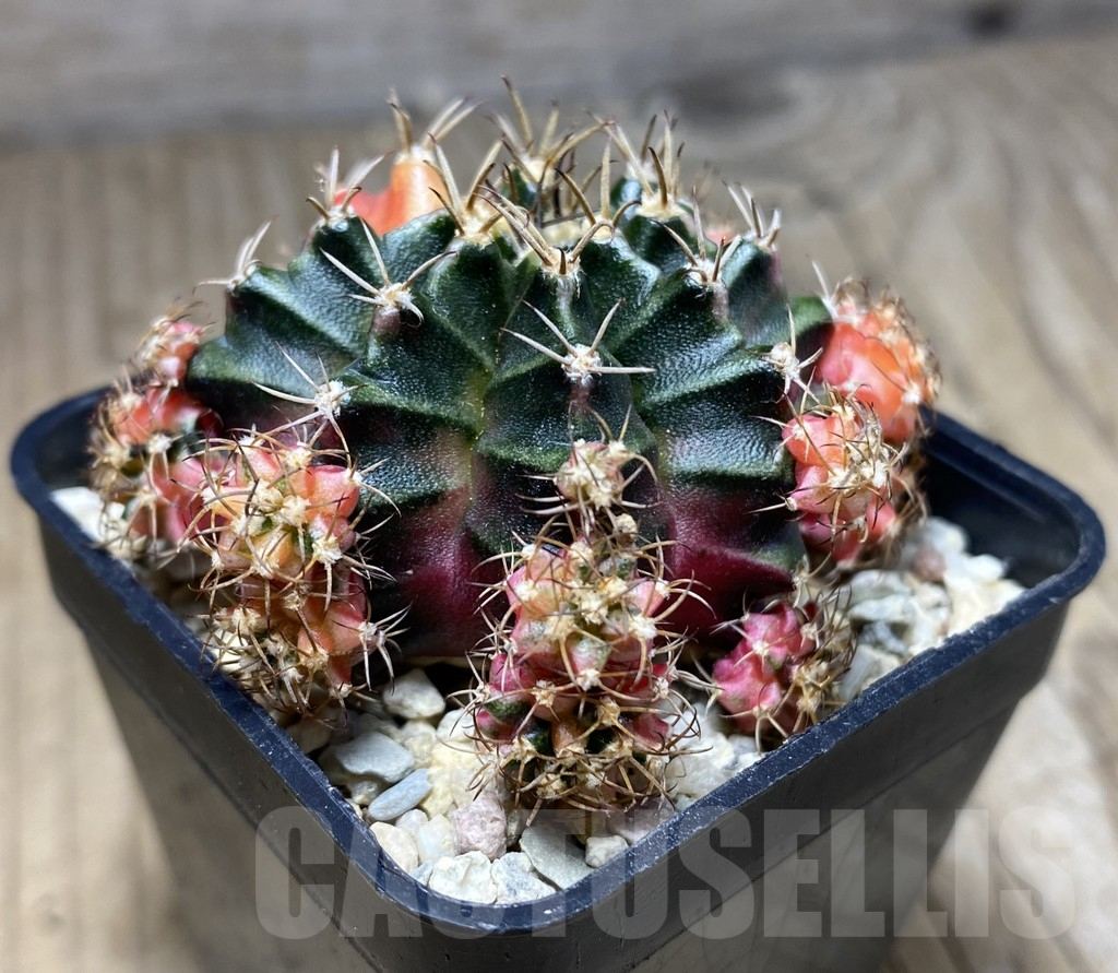SHPR26640 Gymnocalycium mihanovichii 'Bubbl Gum' - Imagen 2