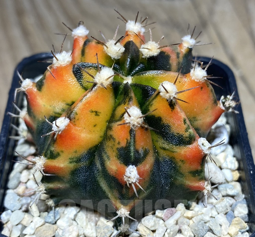 SHPR26644 Gymnocalycium mihanovichii 'Sai-Nam-Pheng'