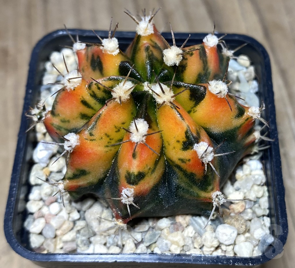 SHPR26644 Gymnocalycium mihanovichii 'Sai-Nam-Pheng' - Imagen 2