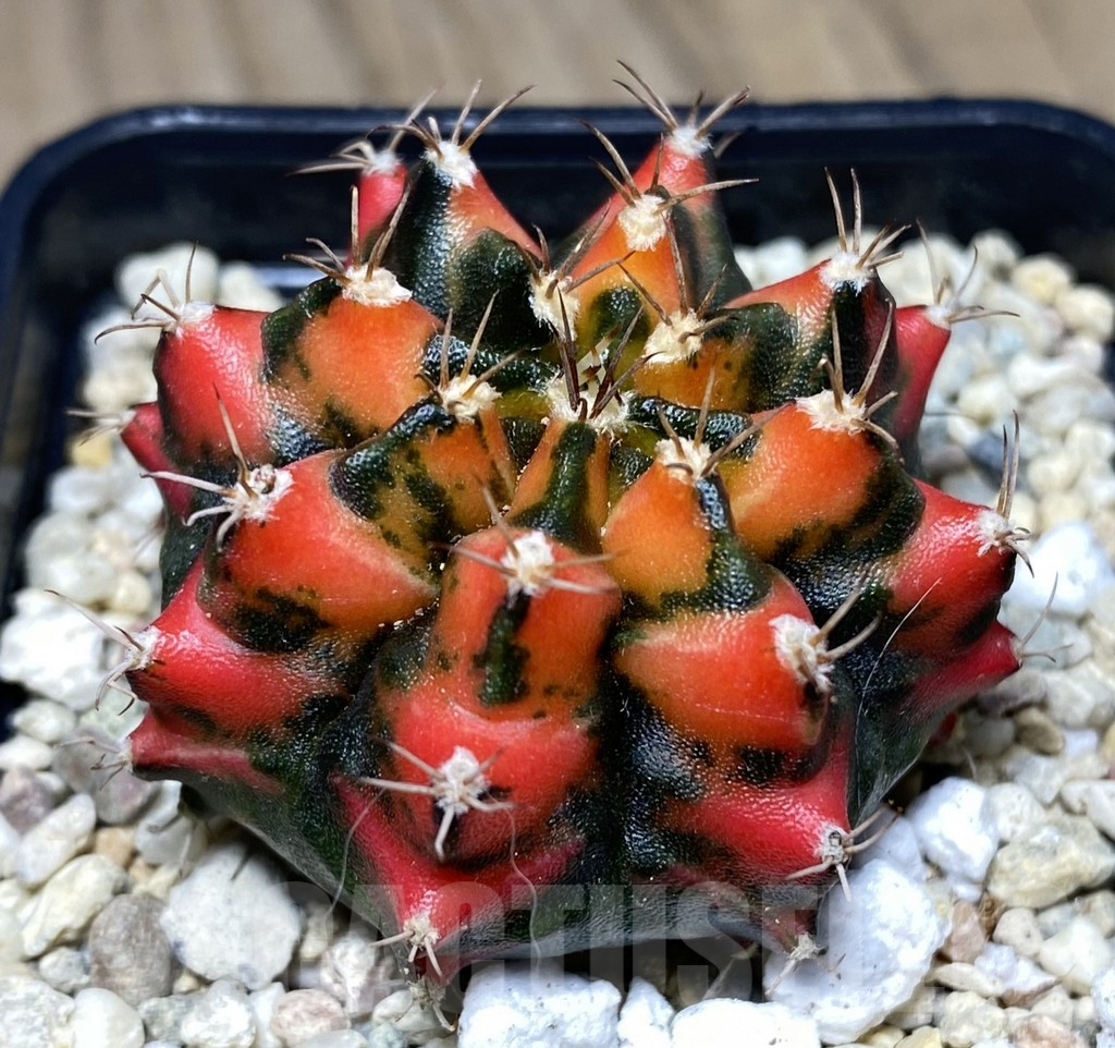 SHPR26645 Gymnocalycium mihanovichii f.variegata YC09