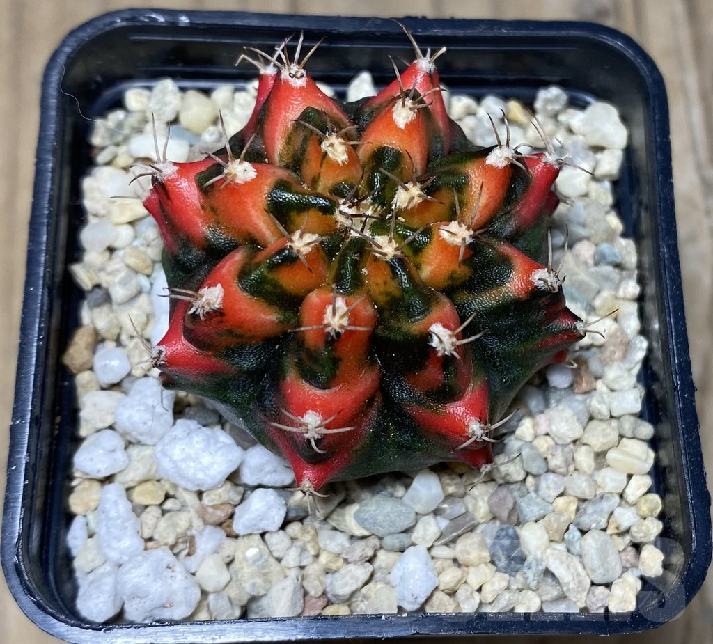 SHPR26645 Gymnocalycium mihanovichii f.variegata YC09 - Imagen 2