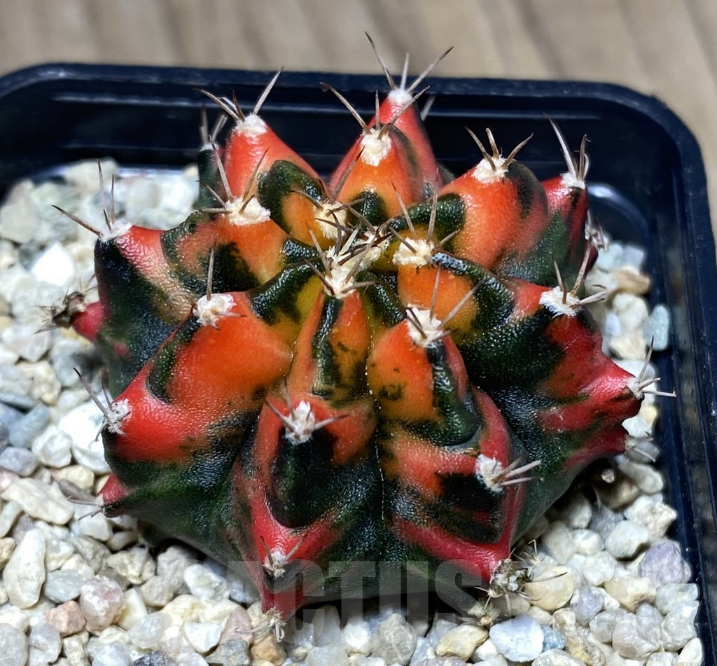 SHPR26646 Gymnocalycium mihanovichii f.variegata YC09