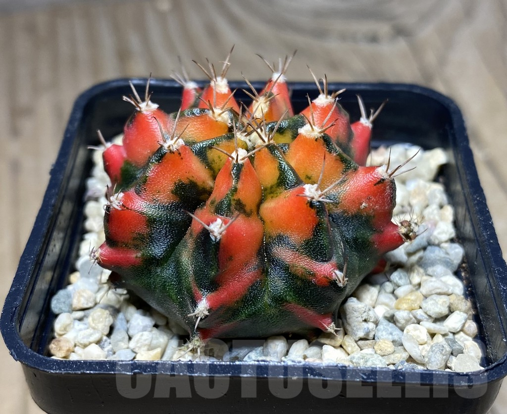 SHPR26646 Gymnocalycium mihanovichii f.variegata YC09 - Imagen 2