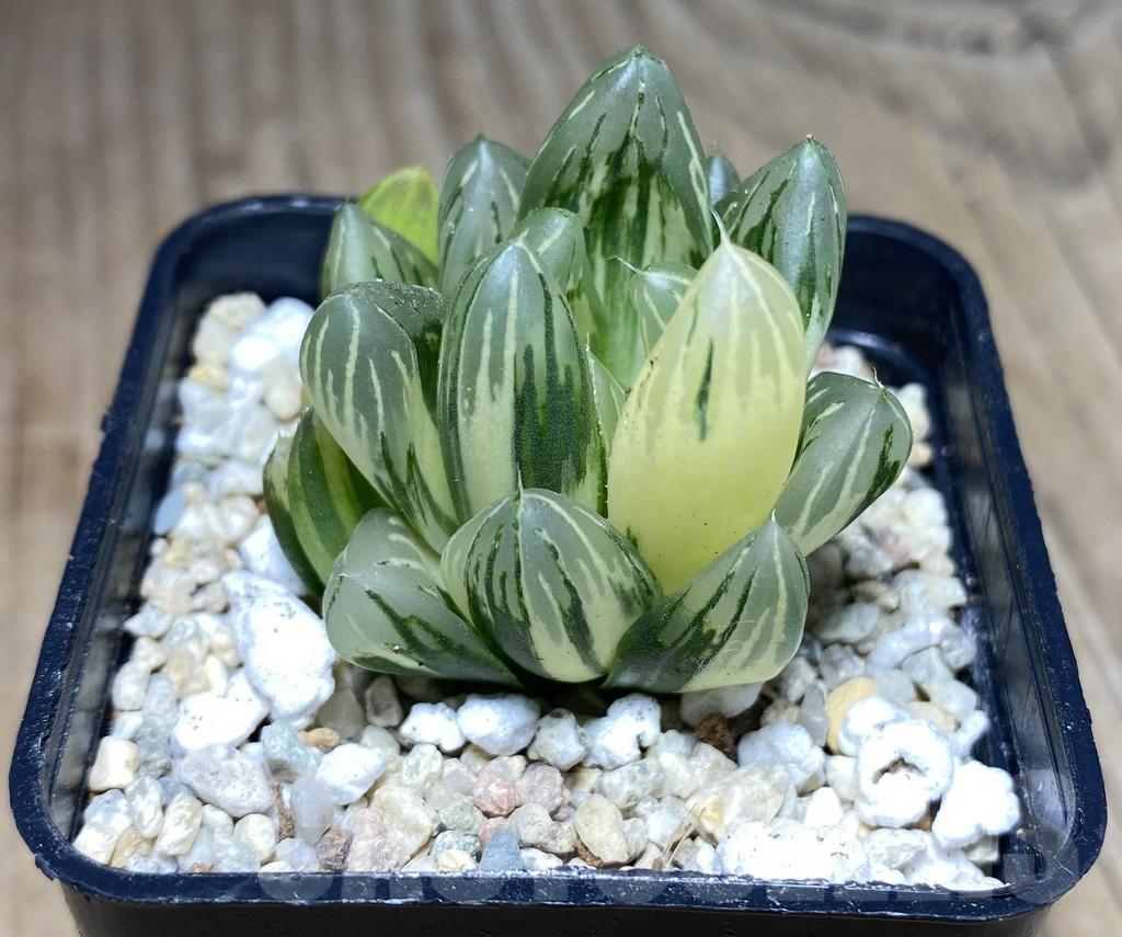 SHPR26647 Haworthia cooperi f.variegata - Imagen 2