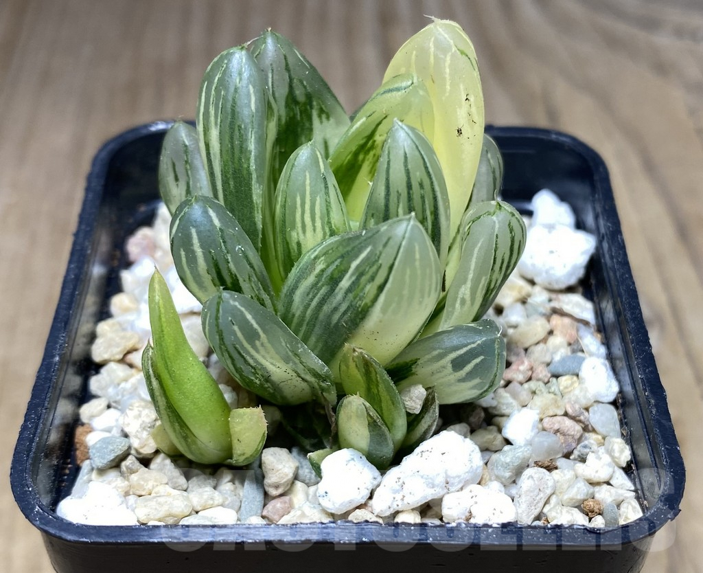 SHPR26647 Haworthia cooperi f.variegata