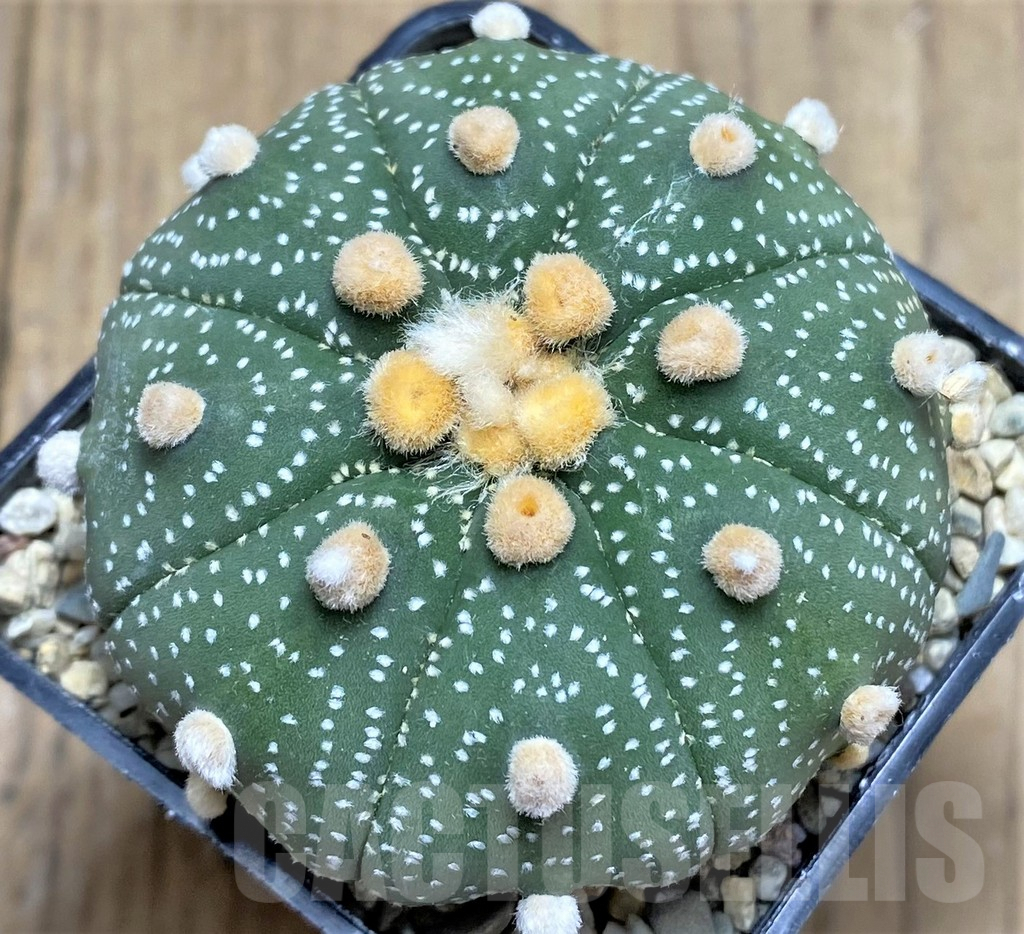 SHPR26652 Astrophytum asterias 'Akabana'