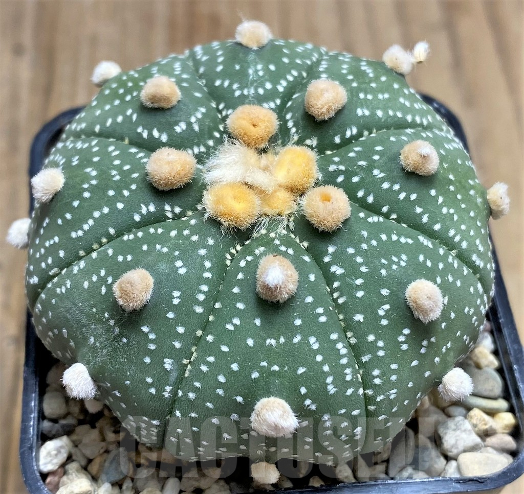 SHPR26652 Astrophytum asterias 'Akabana' - Image 2