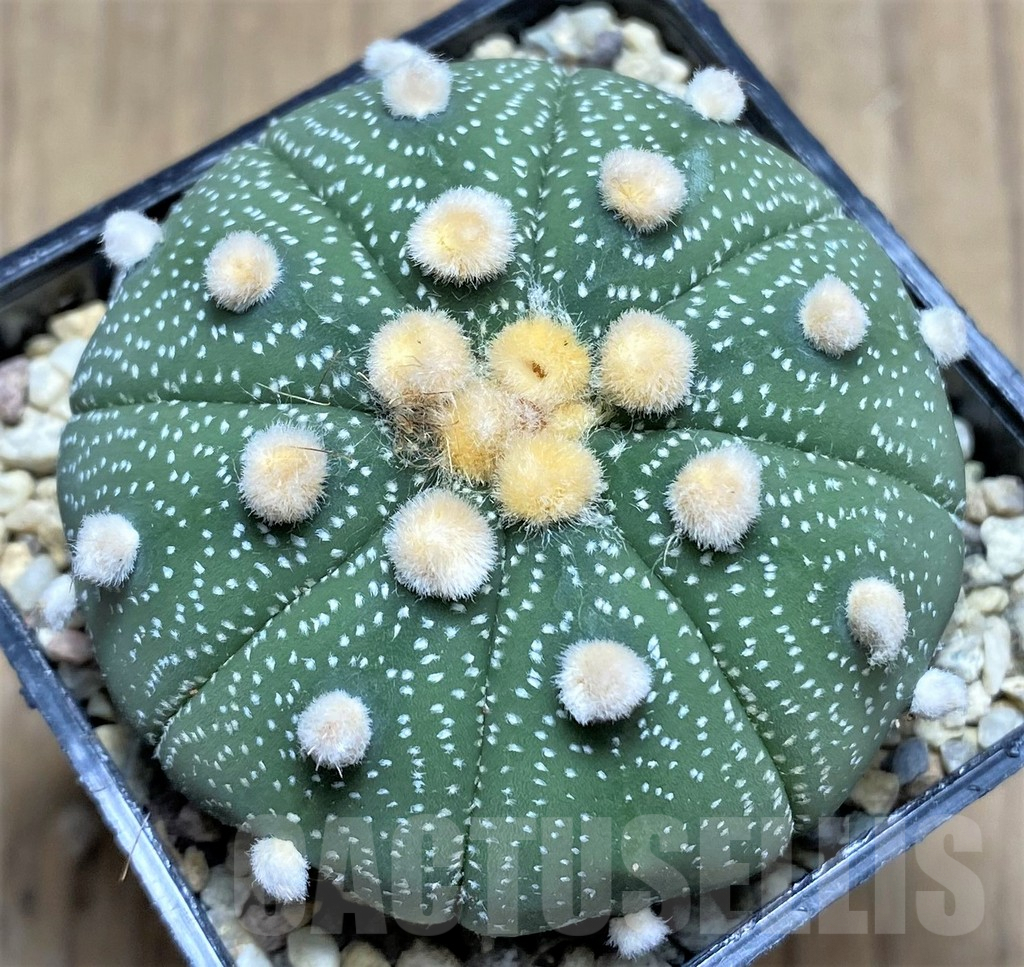 SHPR26653 Astrophytum asterias 'Akabana'