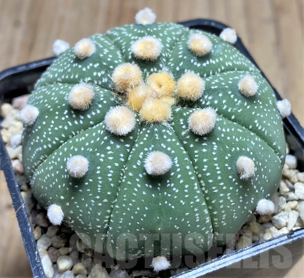 SHPR26653 Astrophytum asterias 'Akabana' - Зображення 2
