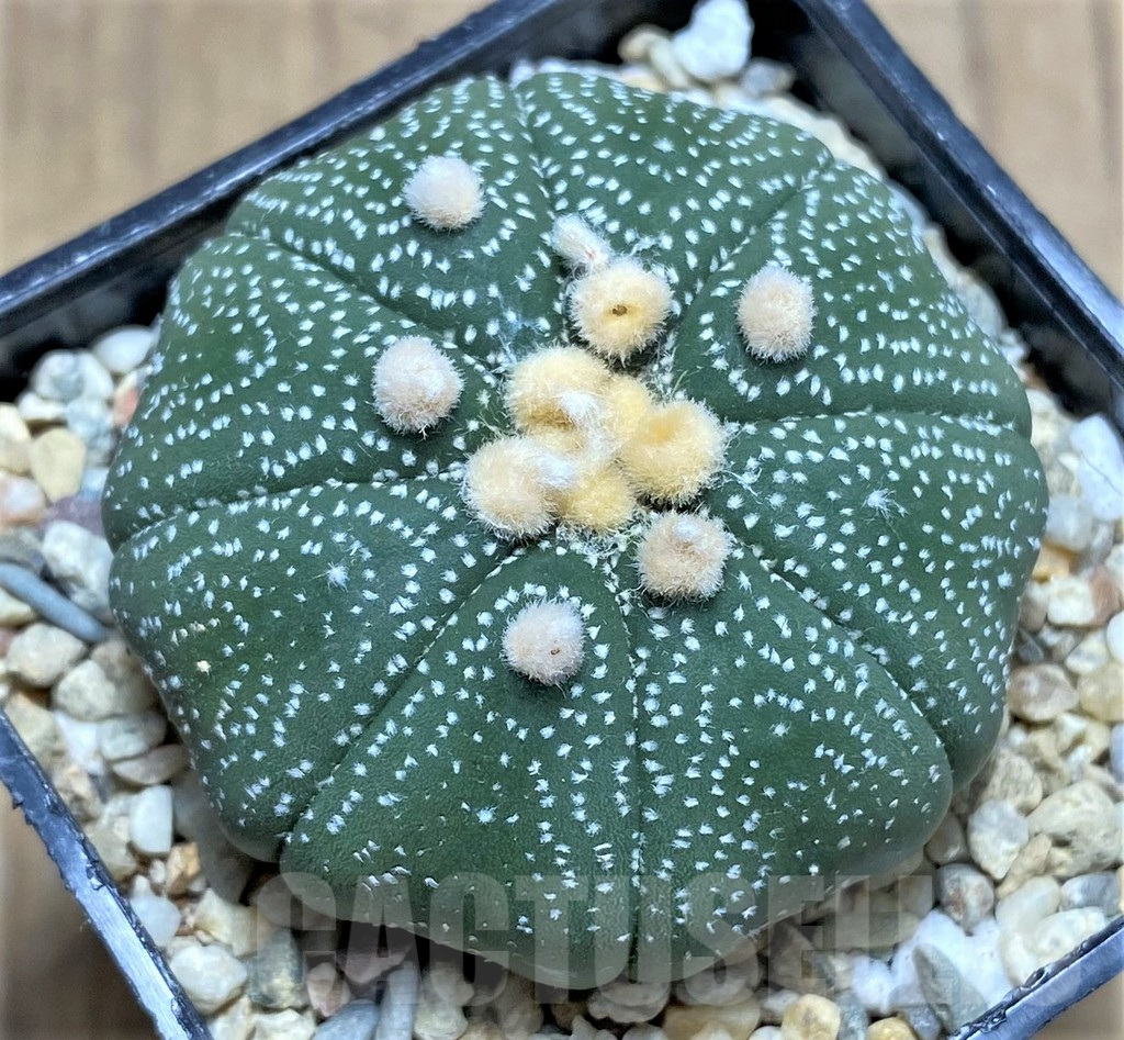 SHPR26656 Astrophytum asterias ‘Shinshowa’
