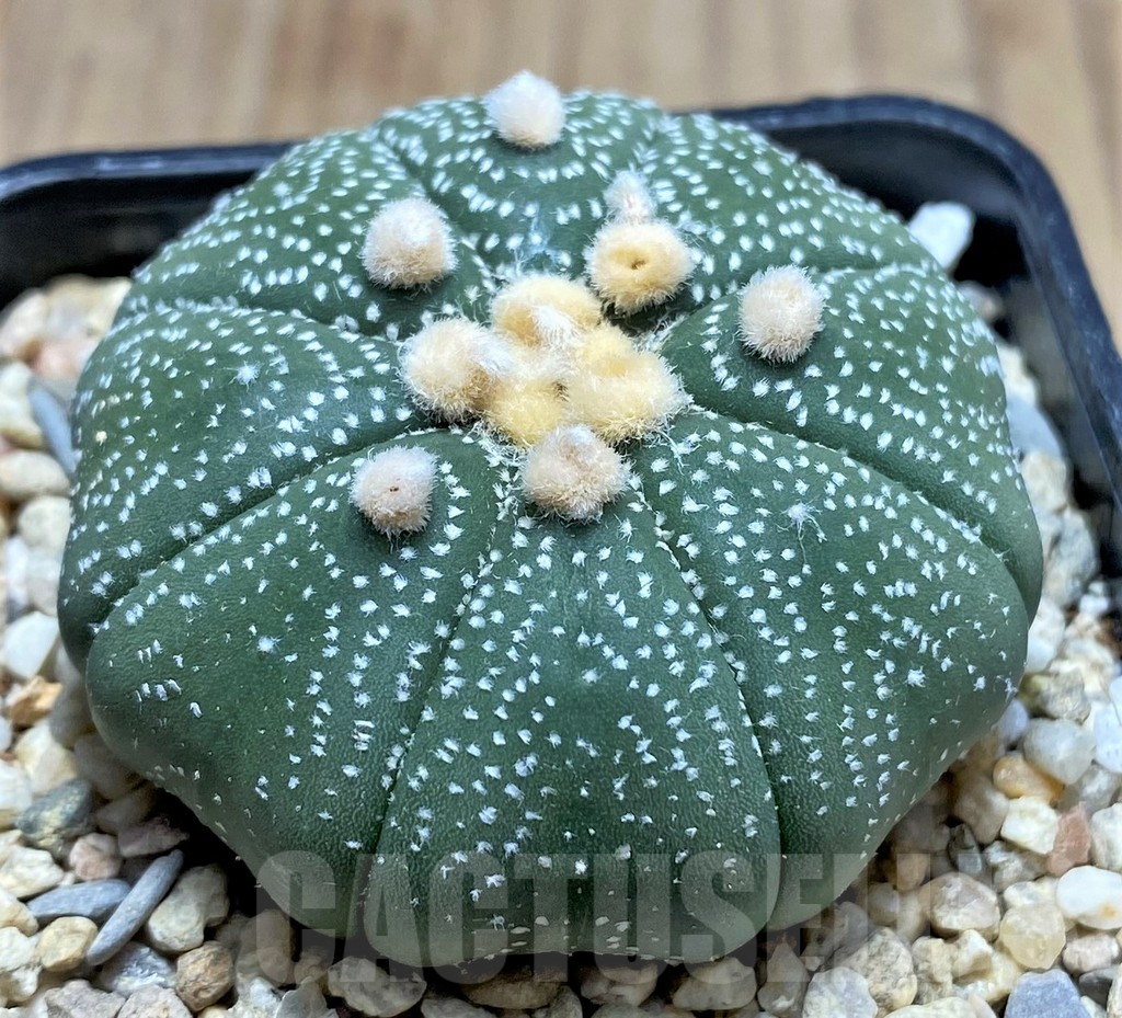SHPR26656 Astrophytum asterias ‘Shinshowa’ - Image 2
