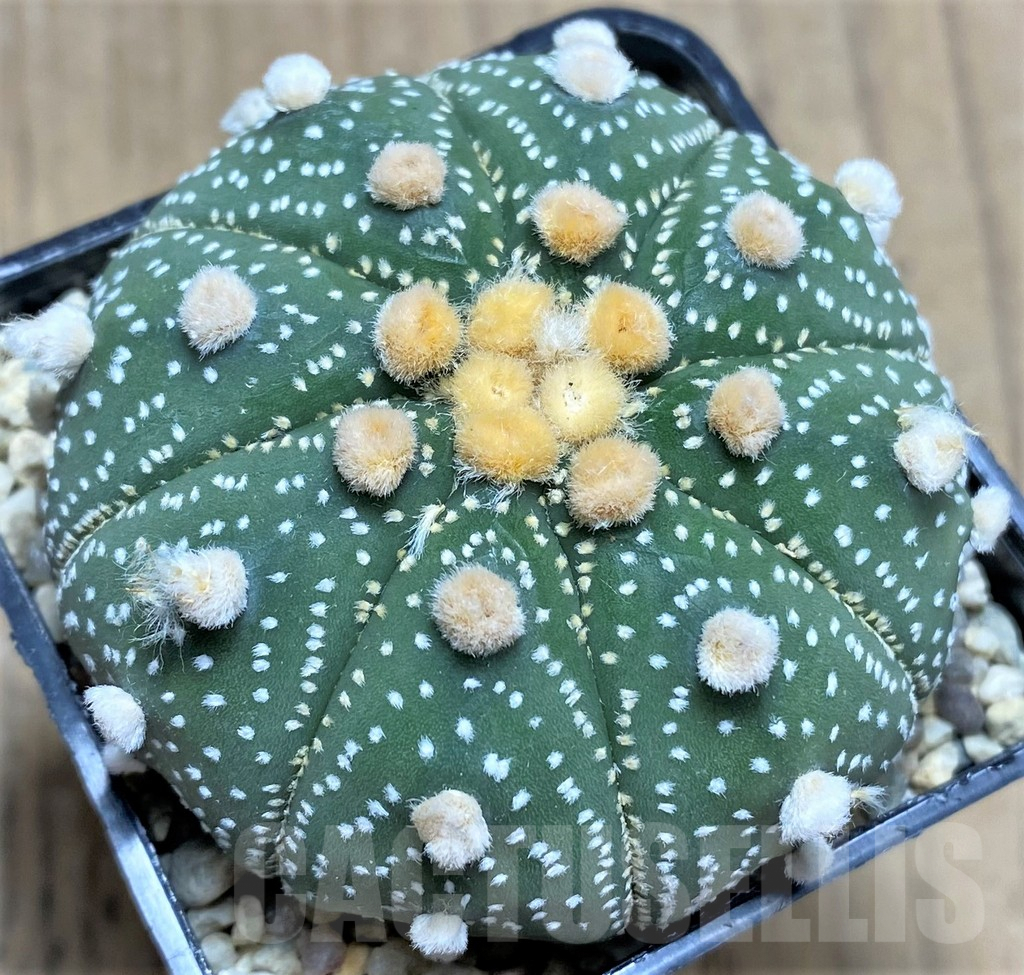 SHPR26657 Astrophytum asterias ‘Shinshowa’