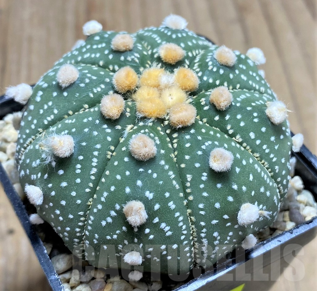 SHPR26657 Astrophytum asterias ‘Shinshowa’ – Bild 2