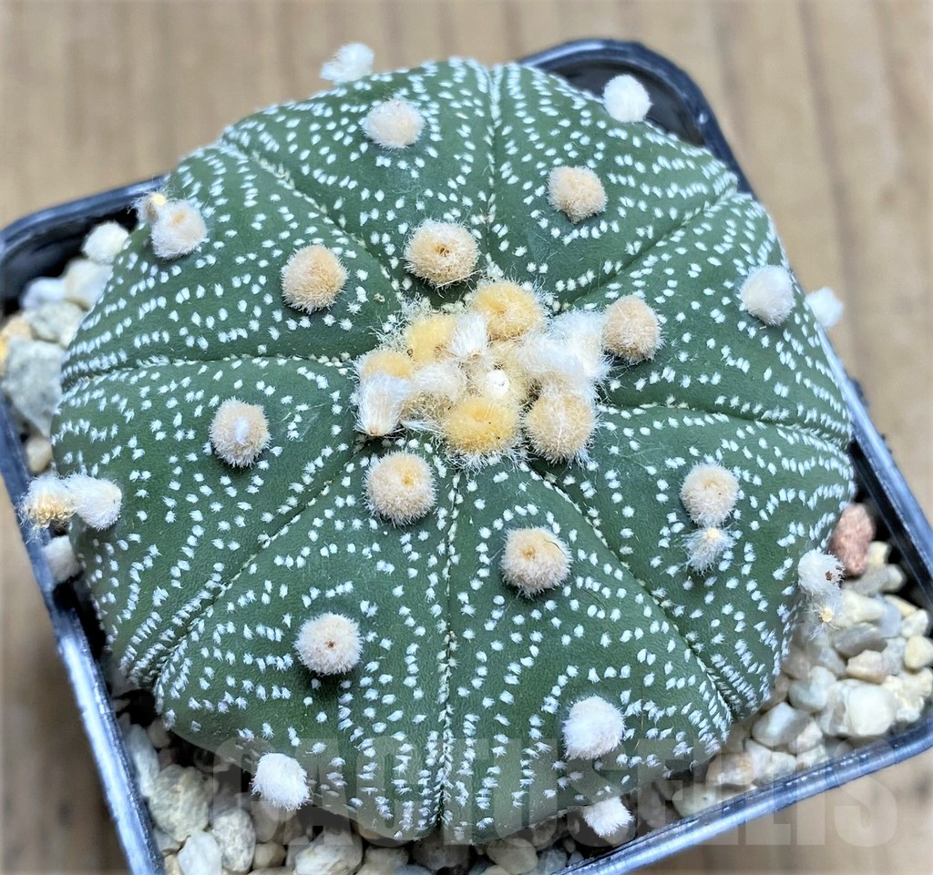 SHPR26658 Astrophytum asterias ‘Shinshowa’