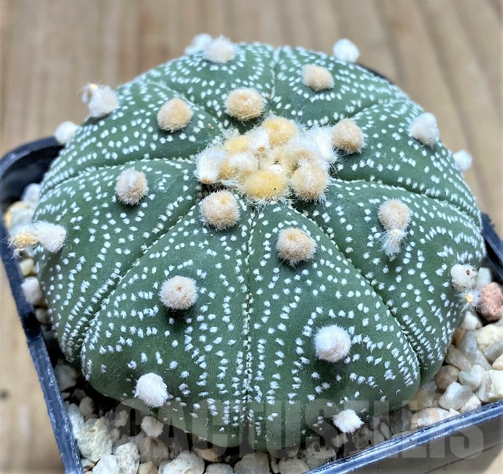 SHPR26658 Astrophytum asterias ‘Shinshowa’ – Bild 2