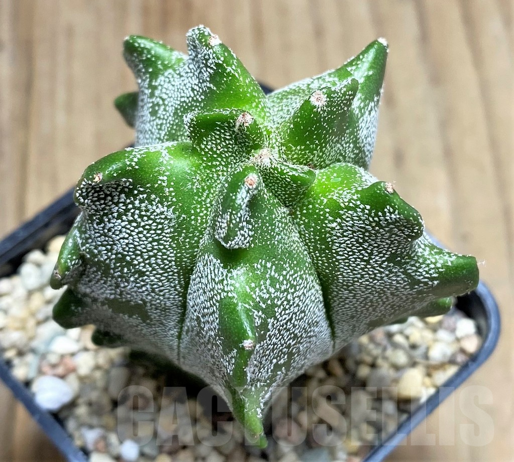 SHPR26659 Astrophytum myriostigma 'Kikko'