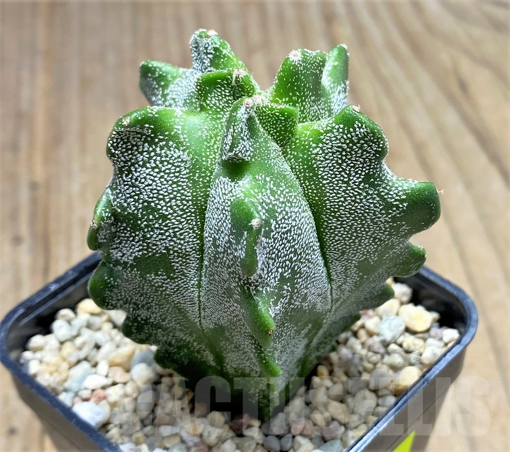 SHPR26659 Astrophytum myriostigma 'Kikko' – Bild 2