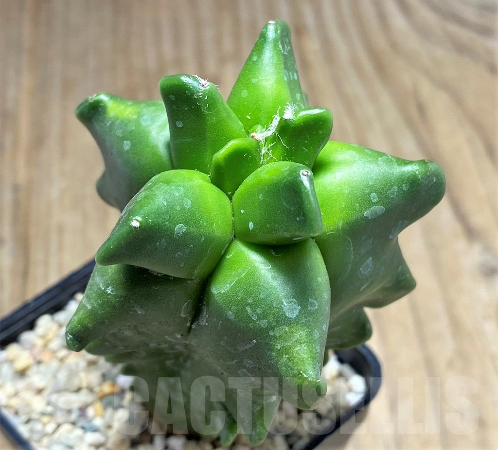 SHPR26660 Astrophytum myriostigma 'Kikko'
