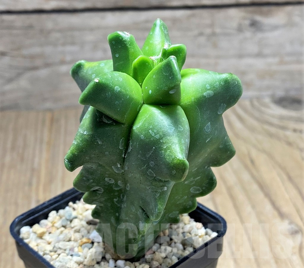 SHPR26660 Astrophytum myriostigma 'Kikko' – Image 2