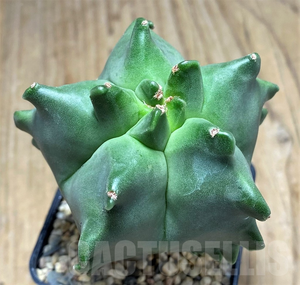 SHPR26661 Astrophytum myriostigma 'Kikko'