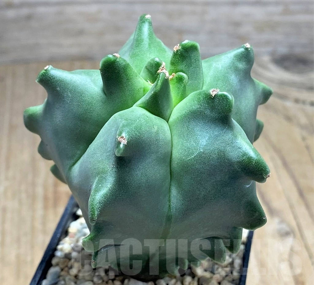 SHPR26661 Astrophytum myriostigma 'Kikko' – Image 2
